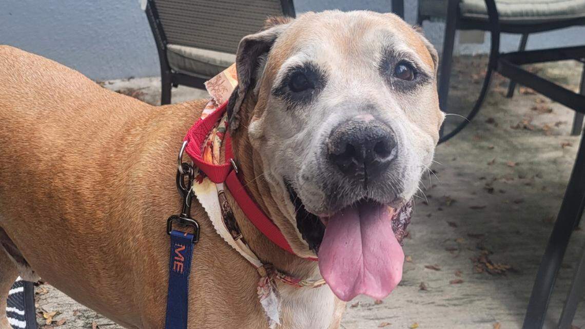 Bruno the dog was returned to the SPCA of Brevard after his owner died in late August.