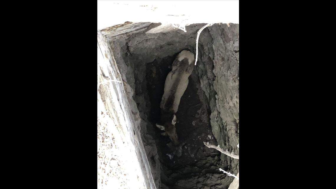 Hikers help rescue elk stuck in 30-foot abandoned mine shaft, CO video and photos show