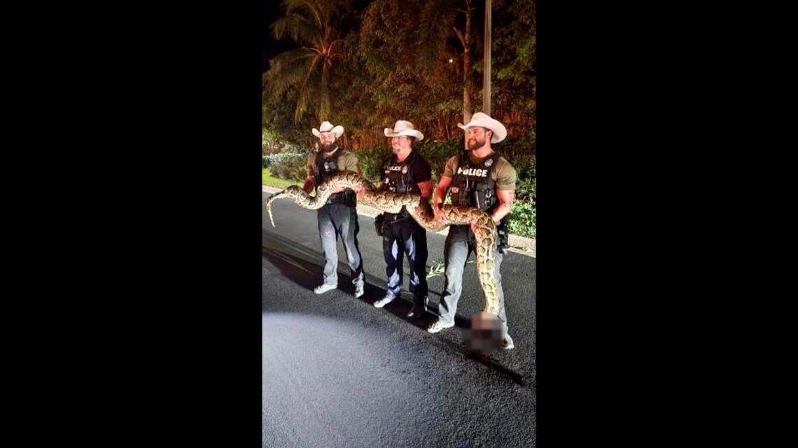 Three deputies hold a 14-foot invasive Burmese python caught in a Florida neighborhood.