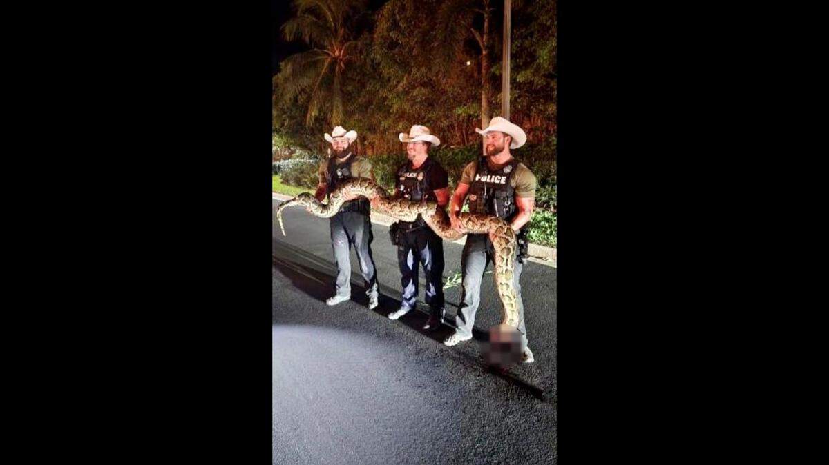 Three deputies hold a 14-foot invasive Burmese python caught in a Florida neighborhood.