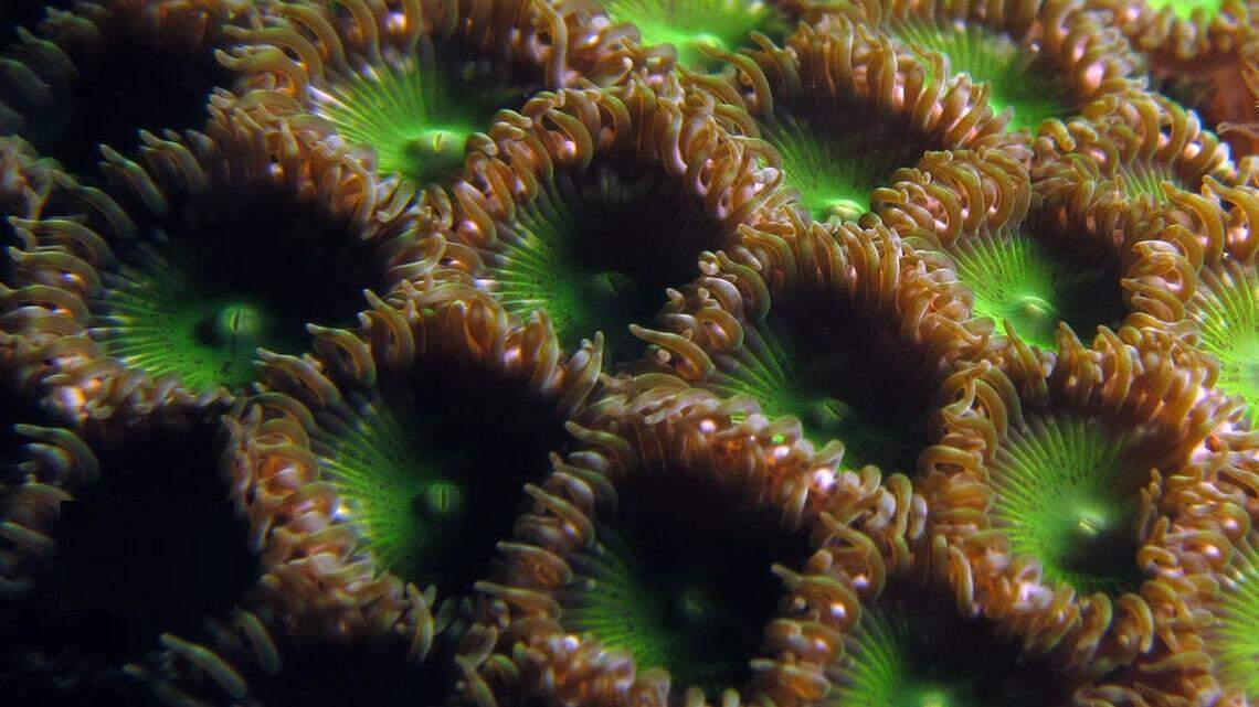 Anyone can buy palythoa coral at aquarium supply stores, but know before you go. Touching or cleaning them can be harmful to humans and other pets in the house.