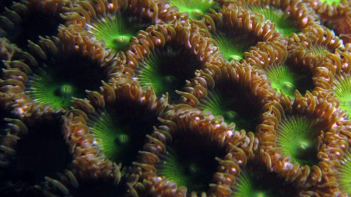 Anyone can buy palythoa coral at aquarium supply stores, but know before you go. Touching or cleaning them can be harmful to humans and other pets in the house.