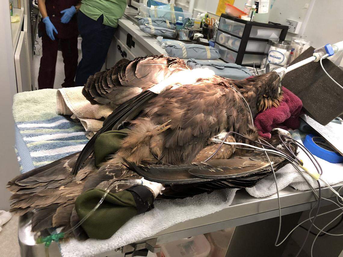 Lindsay Wildlife Experience, where the injured eagle is being treated, was the first wildlife rehabilitation hospital in the United States, the hospital said.