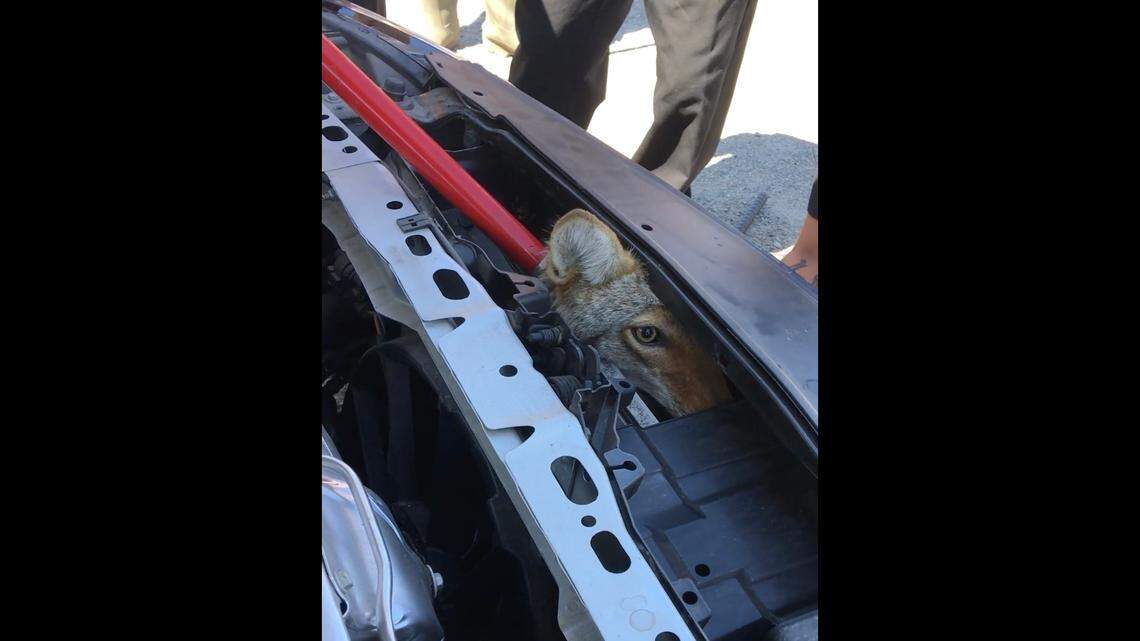 A driver apparently struck a coyote on a Washington highway last week between Orondo and Wenatchee. It got lodged between the grille and radiator of her car, according to a man who said he witnessed the live animal get rescued and then posted about it on Facebook.