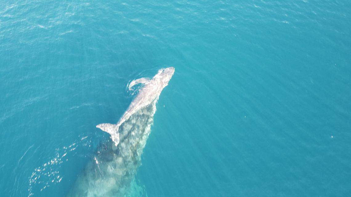Footage of the whales shows the mother using her snout to nudge her baby.