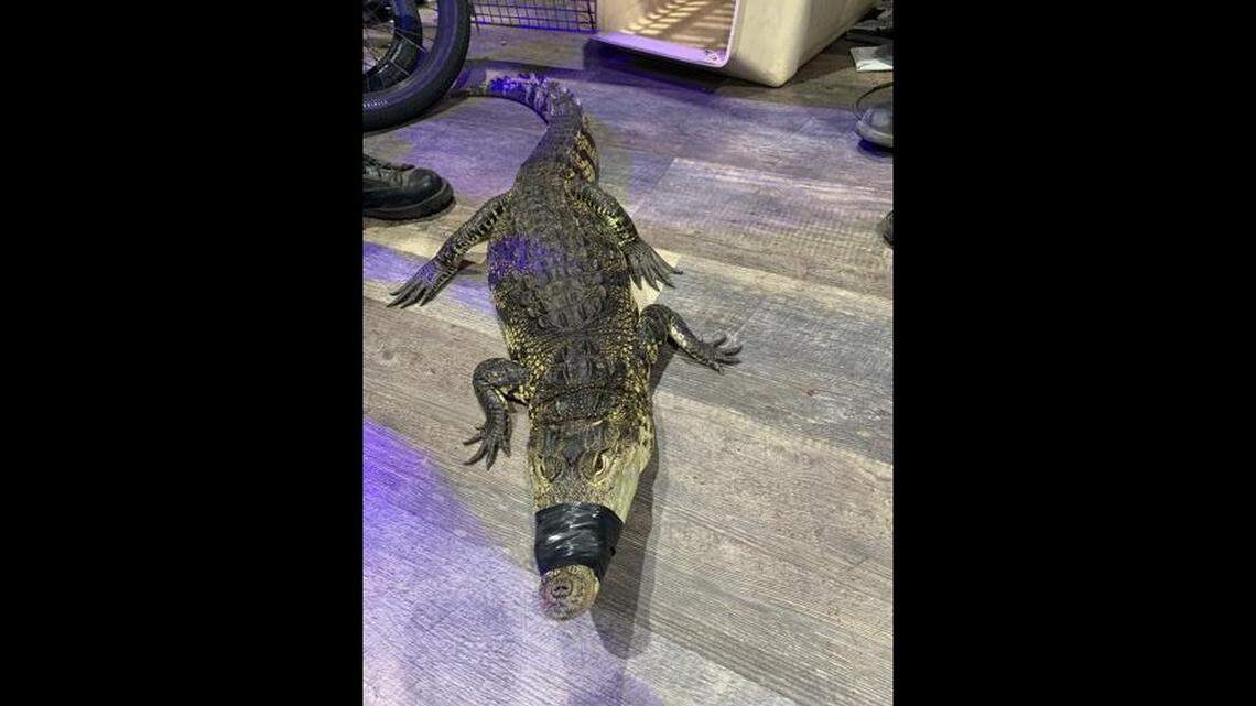 An alligator was found during a search for drugs in California, police said.