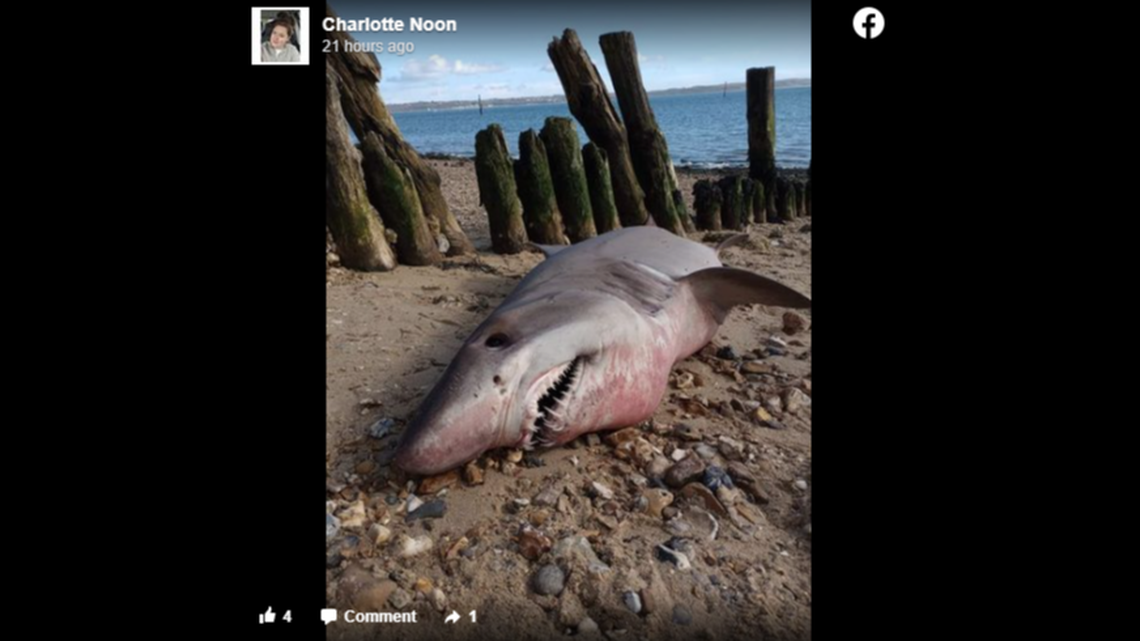 When TV presenter and historian Dan Snow went back to collect the shark for scientists, he found the body had been mutilated.
