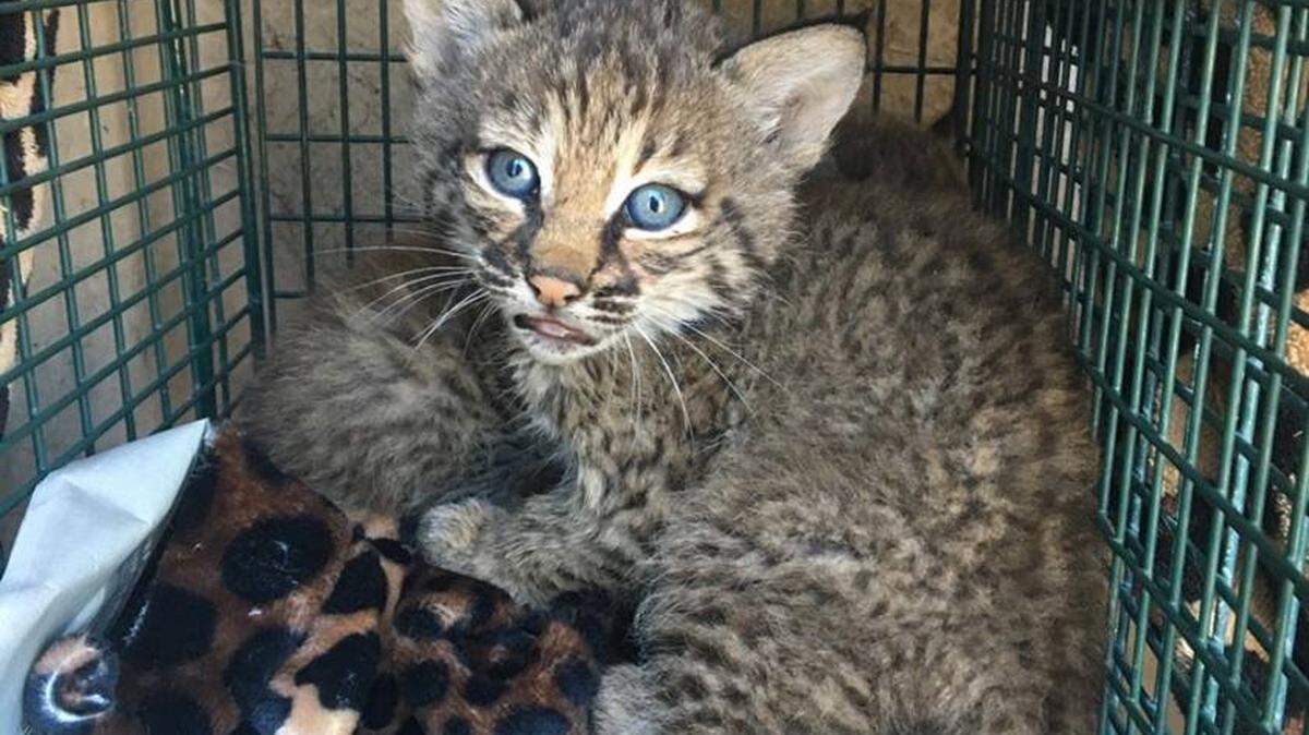 Two bobcat kitties fooled one family in San Antonio and bit three people when the family tried to give them milk.