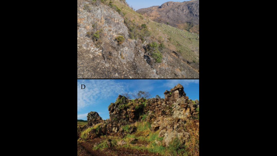 The new lizard species were found living in rocky crevices in the mountaintops of Angola, scientists said.