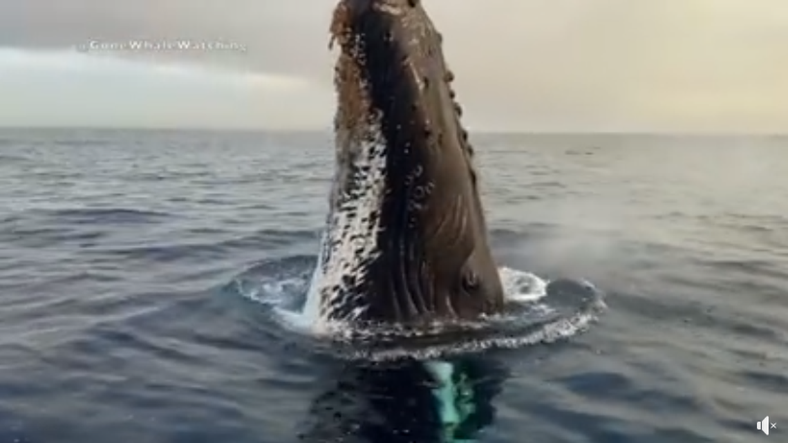 A humpback whale got so close to a California whale watching group that they could “hear his barnacles moving,” Gone Whale Watching San Diego said in a video.