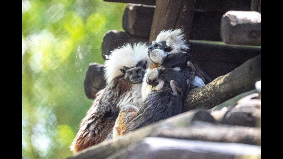 The infant cotton-top tamarins will cling to their parents’ backs for around 14 weeks, according to Disney World.