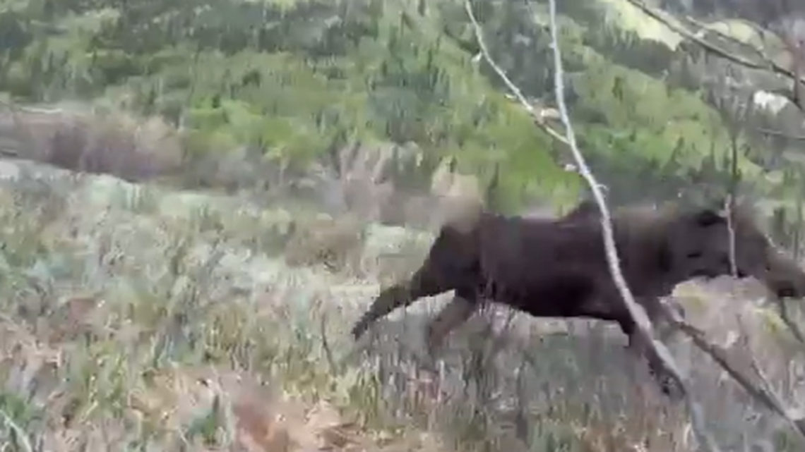 A moose charges toward a woman in a Colorado park.