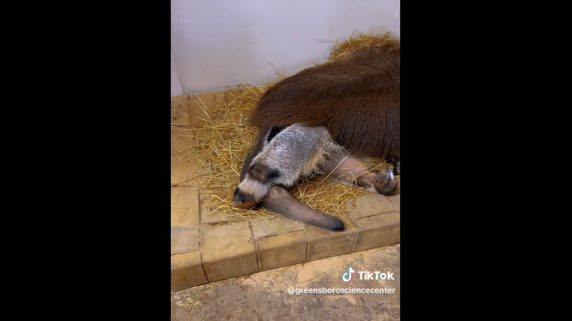 Watch Eury the anteater act like a “teenager” as zookeepers try to wake him up in viral TikTok.