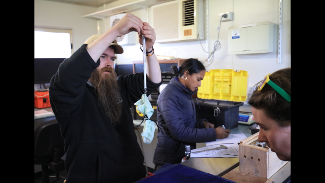 Sanctuary staff tracked and captured the creatures to learn more.