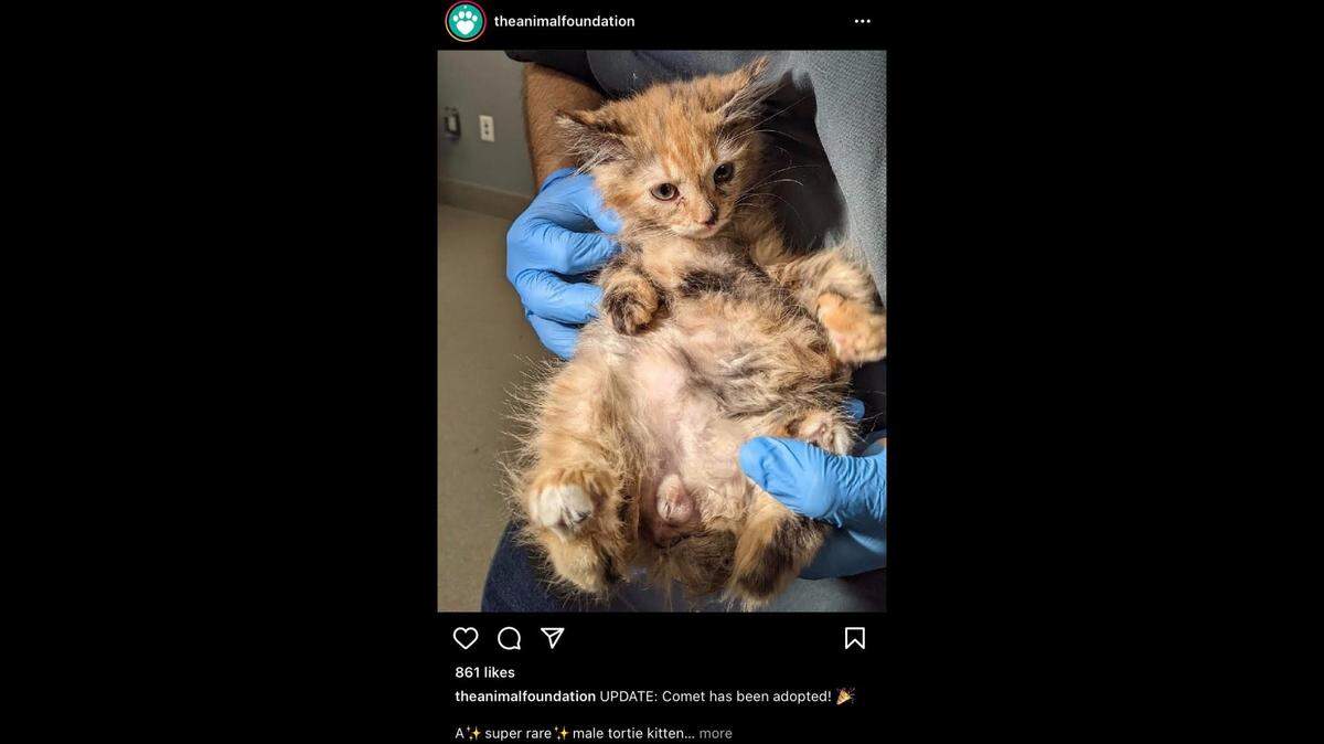 Comet, a “super rare male tortie kitten,” was adopted from a Las Vegas animal shelter this weekend.
