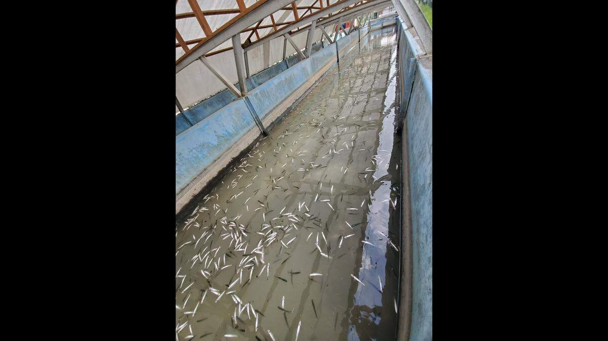 25,000 Chinook salmon smolt were found dead at a hatchery in Alaska, wildlife officials said.