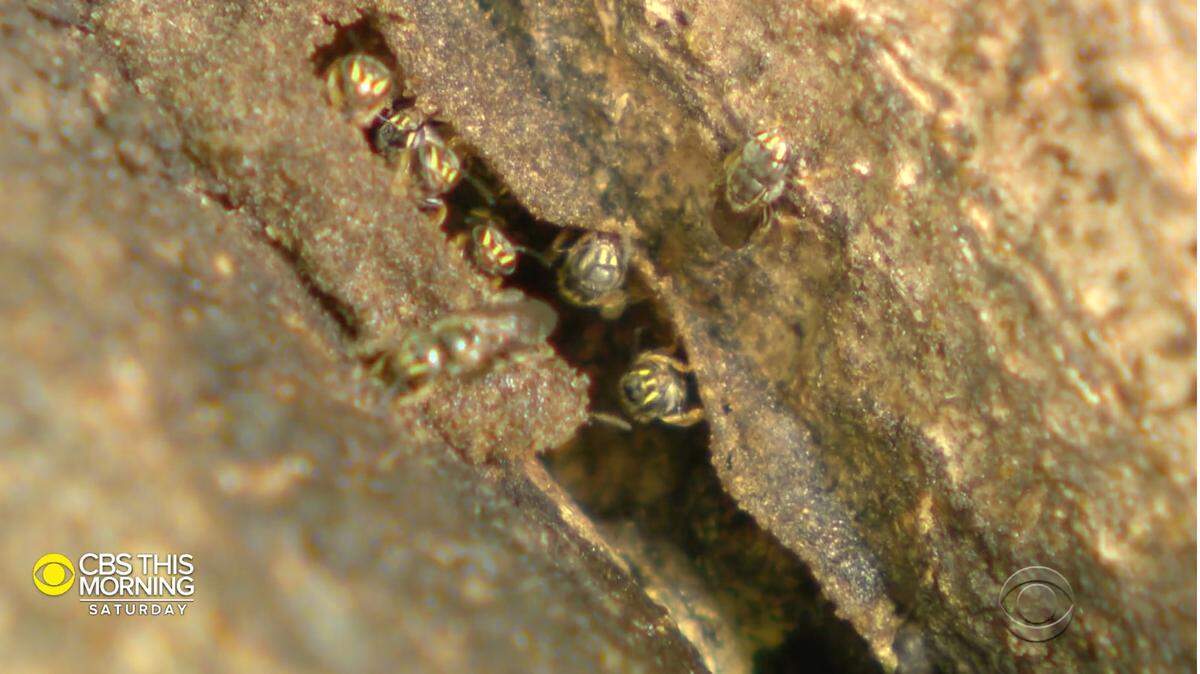 Two colonies of rare stingless bees were discovered by 4-year-old Annika Arnout.