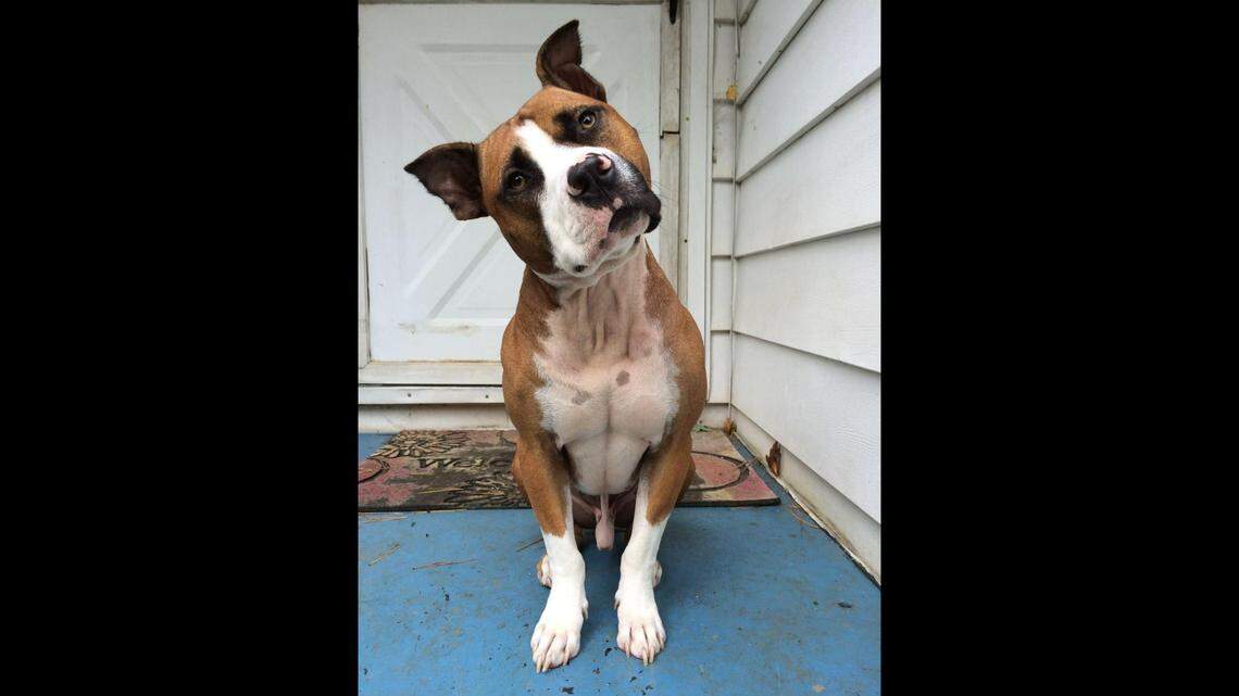 Theodore, a 10-year-old rescue pit bull, was diagnosed with cancer. Now, he’s checking items off his bucket list.