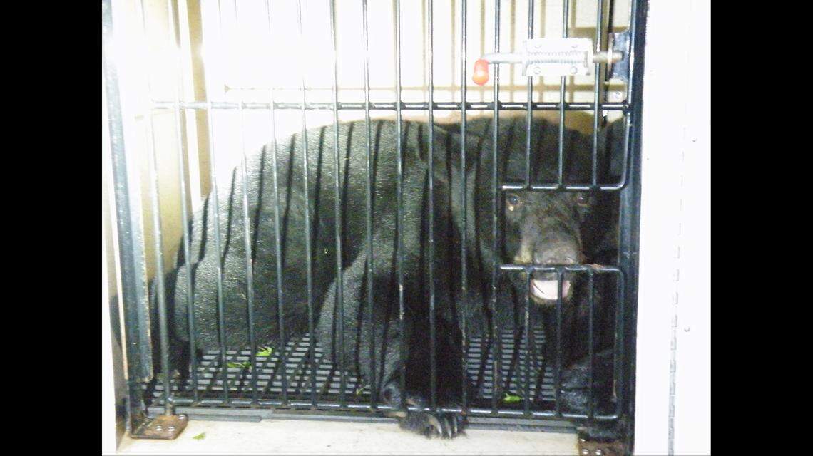 The bear was captured and turned over to the Missouri Department of Conservation to be removed from the Joplin area, police said. Photo by Joplin Police Department.