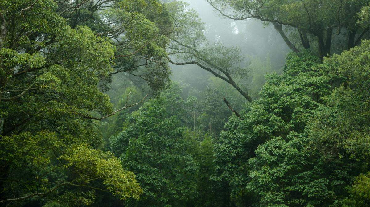 A new species of glass frog has been discovered in the swampy forests of Peru, according to a study.