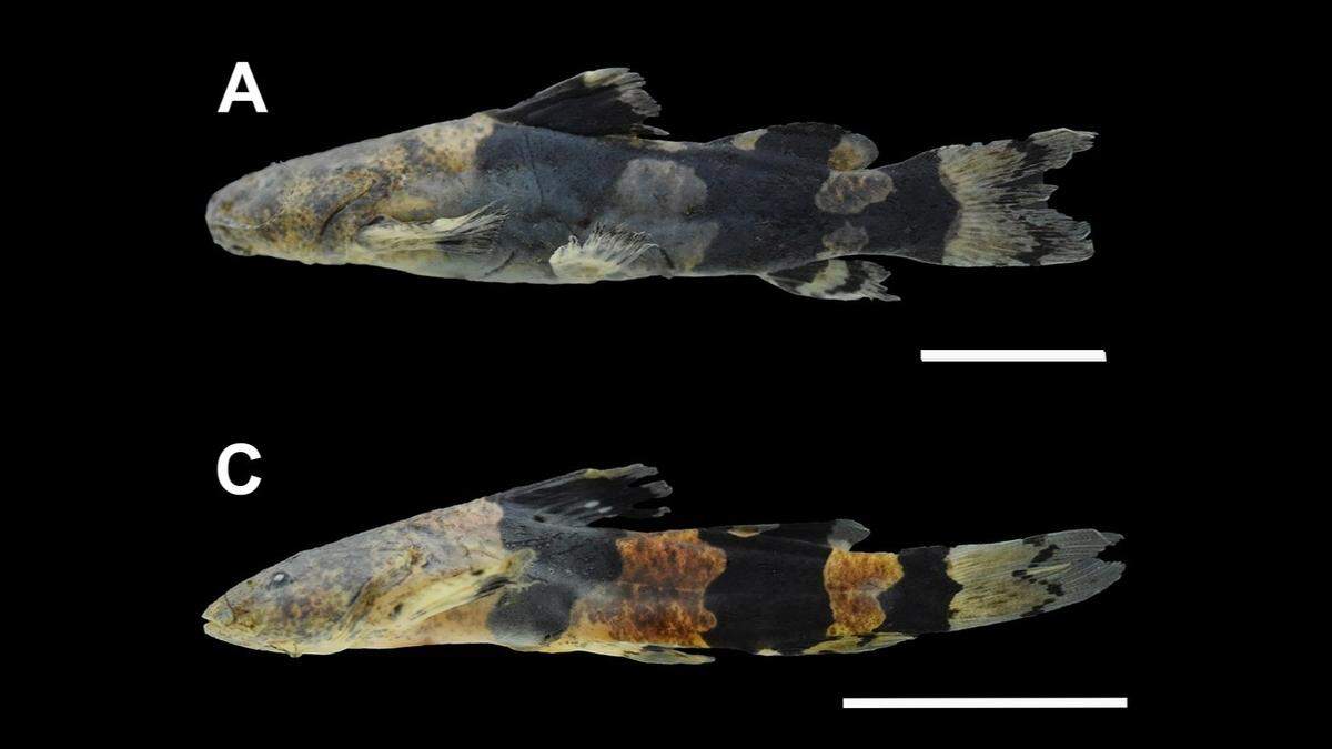 Photos show the variations in the creatures’ dark bands.