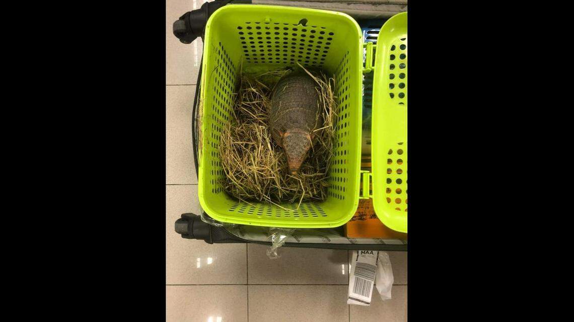 Two women were caught with 109 live animals in their suitcases at the Bangkok airport, Thai officials said.