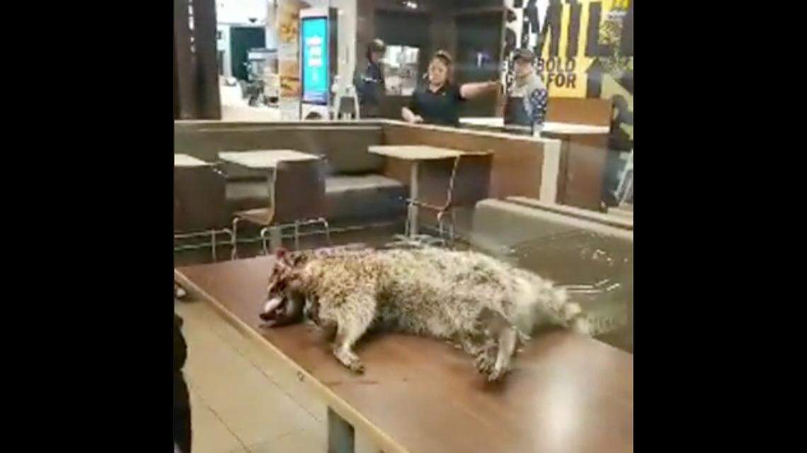 A San Francisco McDonald’s shut down Sunday morning to clean after a man brought in a dead raccoon, leaving blood throughout the restaurant, video shows.