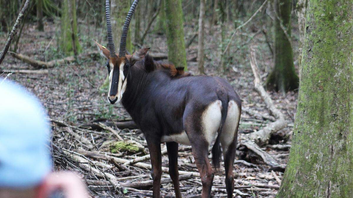 A sable antelope appears during a media tour in the new breeding facility created by the Audubon Nature Institute and the San Diego Zoo Global Wildlife Conservancy in New Orleans.