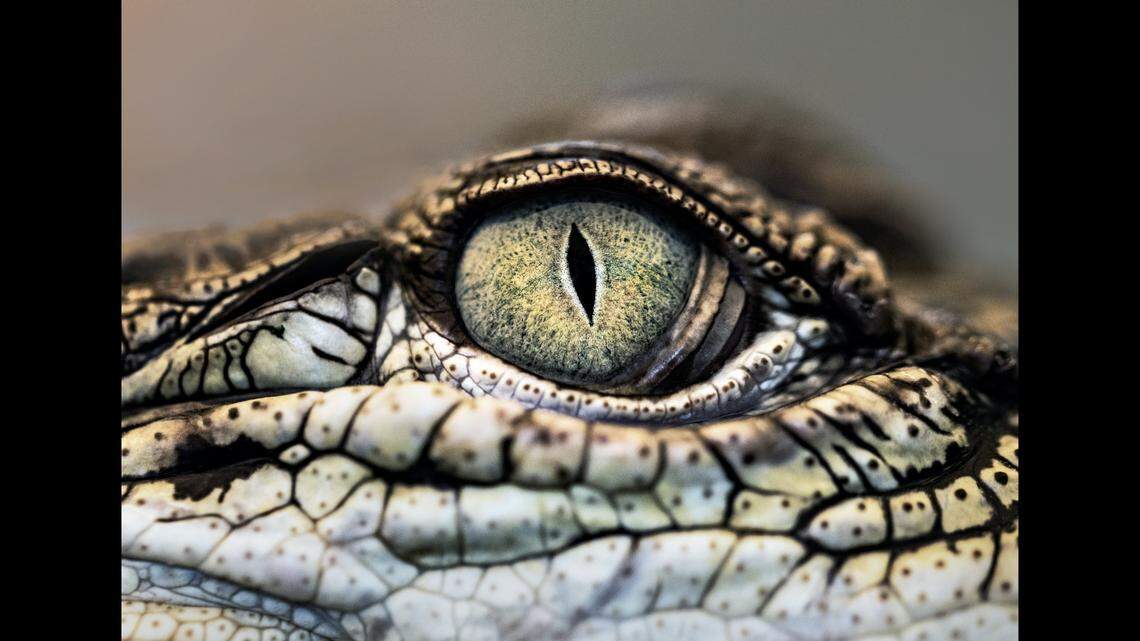 A female crocodile at a Costa Rica zoo (not the one pictured) made herself pregnant, a study shows. Others may have the same ability, scientists say.