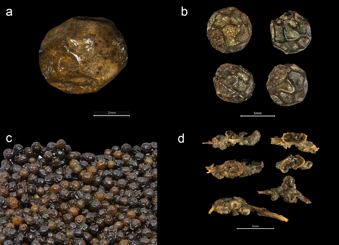 Parts of black pepper recovered from the 15th century wreck