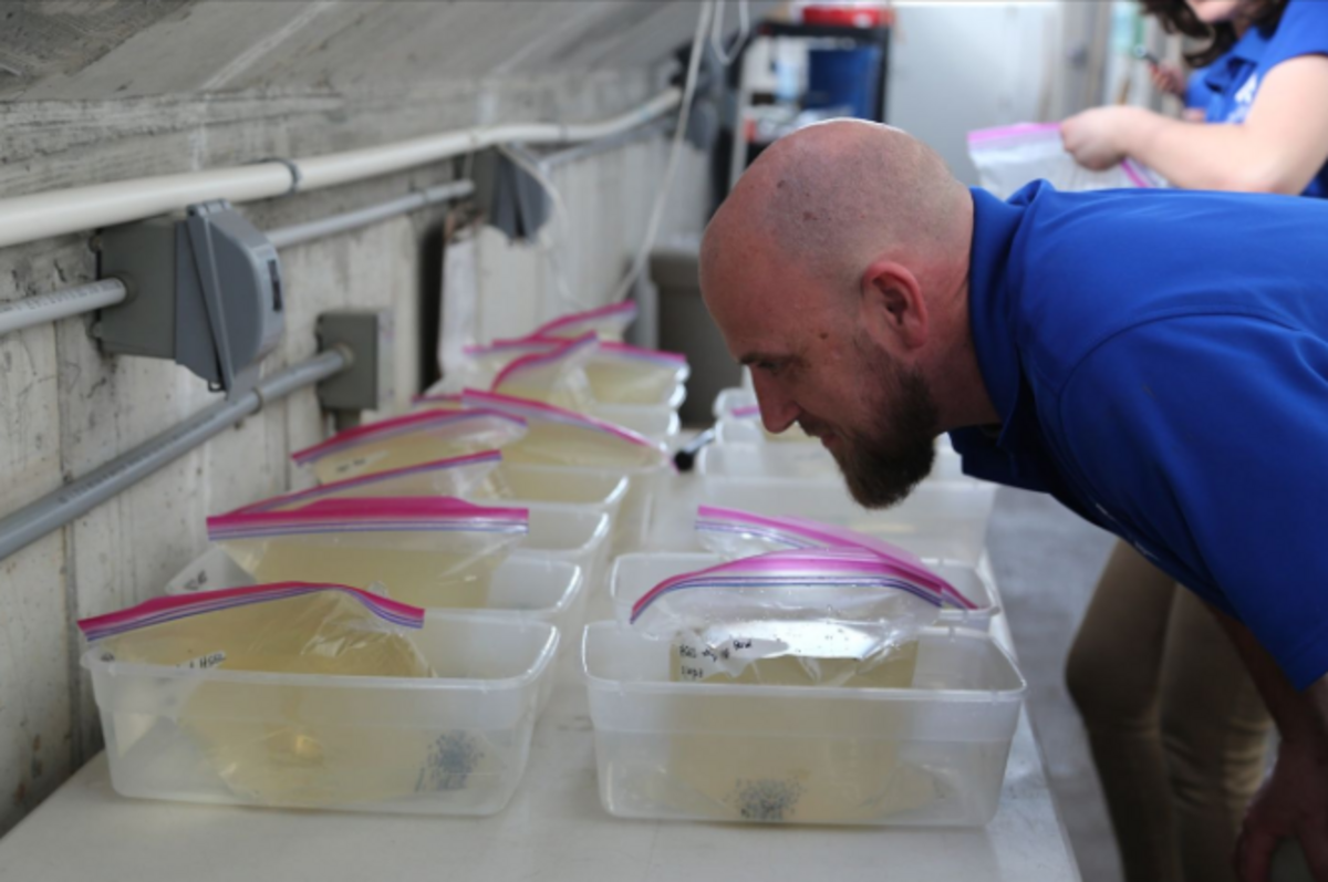 Aquarium staff has to check on the frogs multiple times a day to ensure they are healthy, the director said.