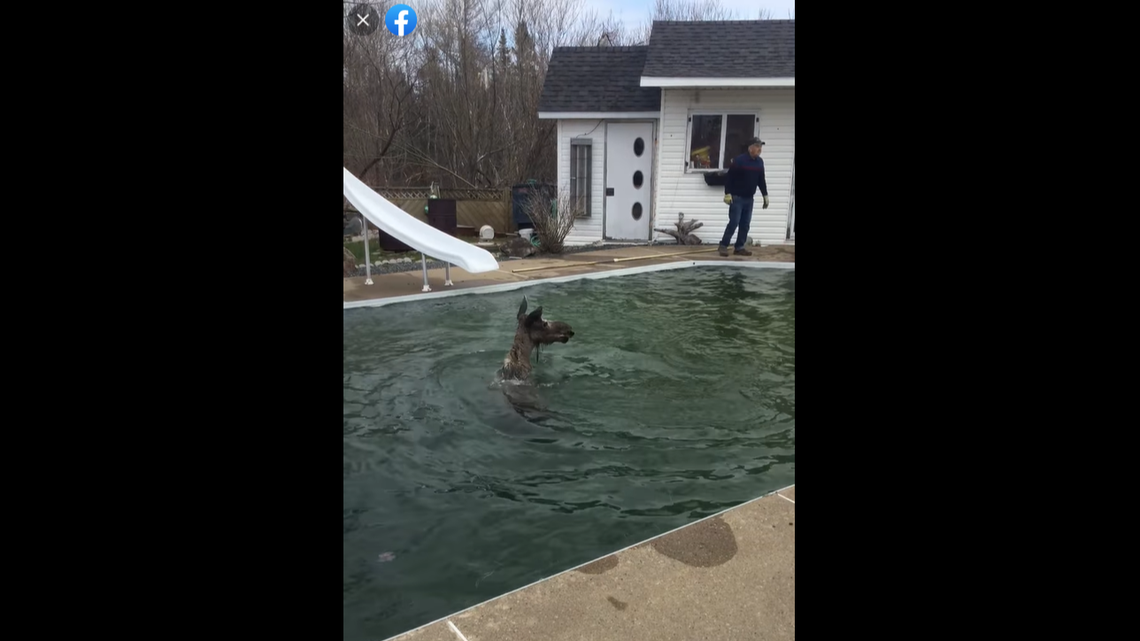 The moose was in the water for more than an hour before it could escape, Vienneau said.