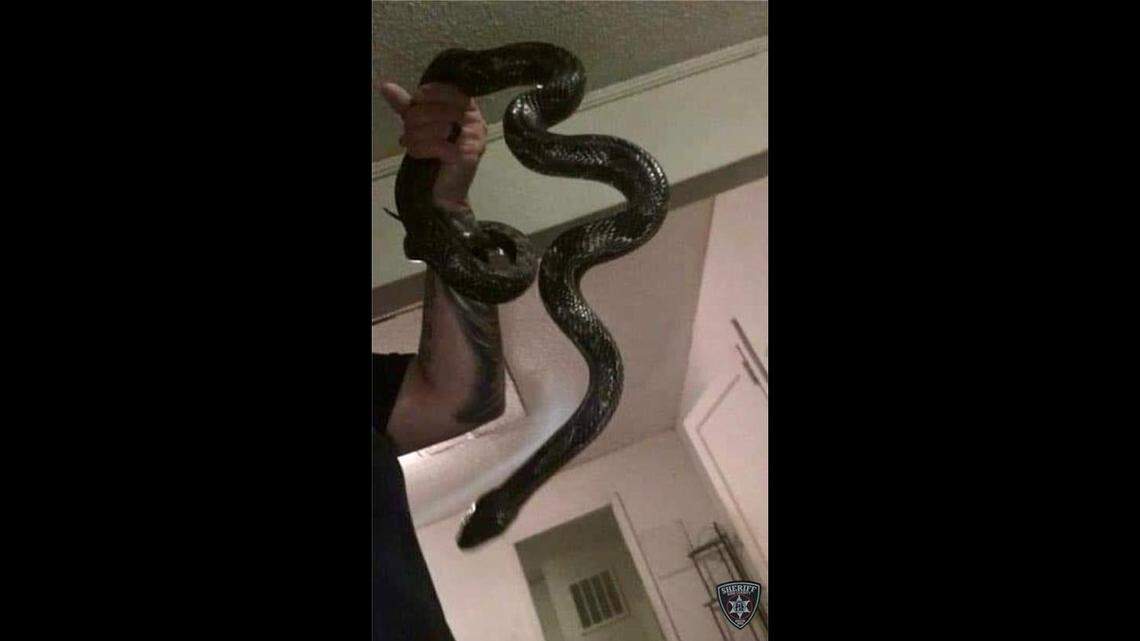 Kids found a 6-foot eastern ratsnake in their bedroom, a Georgia sheriff’s office said.