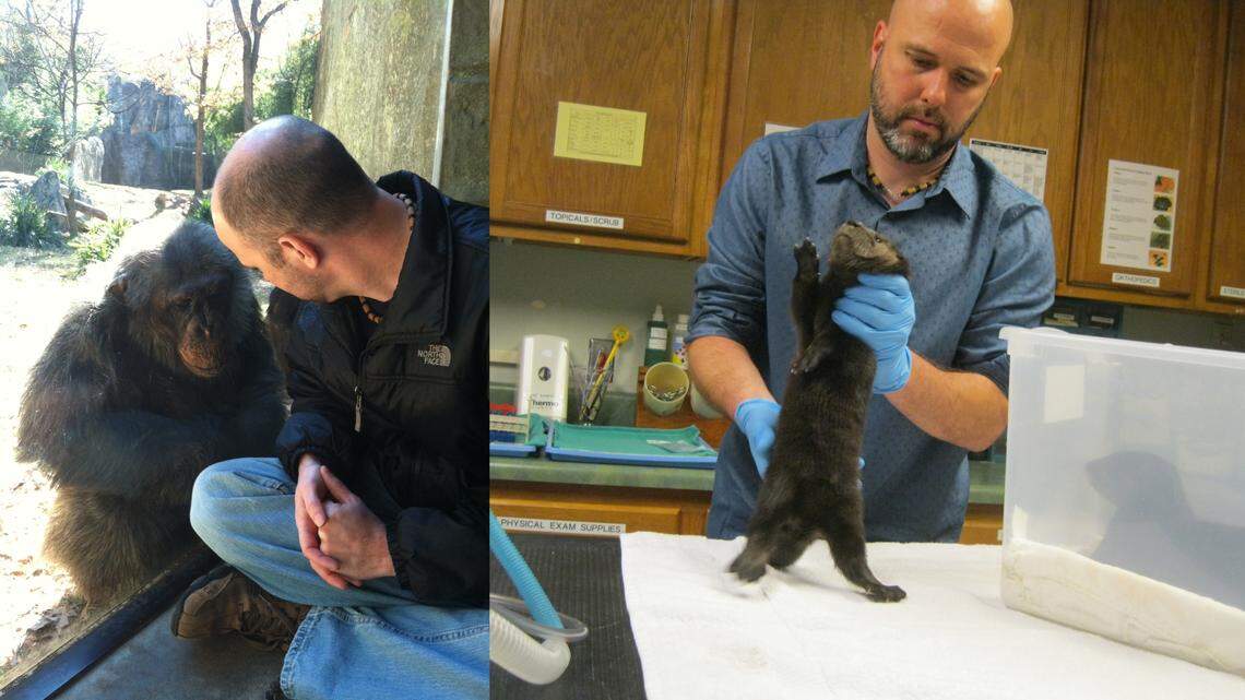 The North Carolina Zoo will begin vaccinating chimpanzees and gorillas against COVID-19. Jb Minter, director of animal health, said they’ll look into vaccinating big cats, bears and otters next.