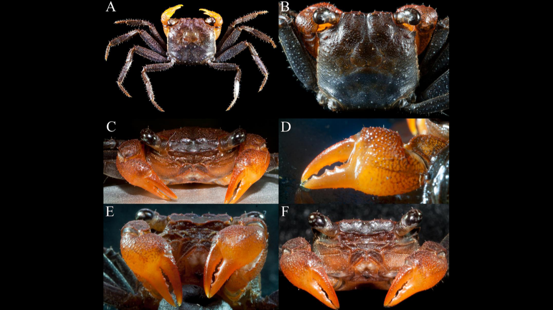 The square-shaped crabs have long, spindly legs, photos show.