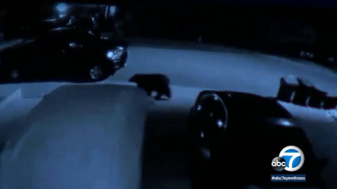 A bear walked into a California couple’s home looking for food and went through their pantry.