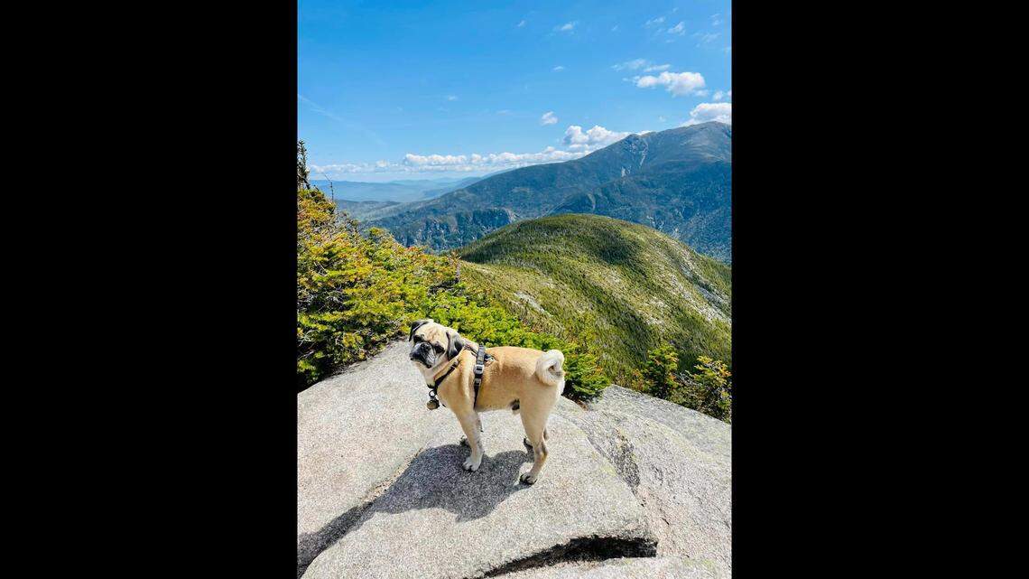 Woof, a 9-year-old pug, has reached the summit of 48 mountains over 4,000 feet high in New Hampshire.