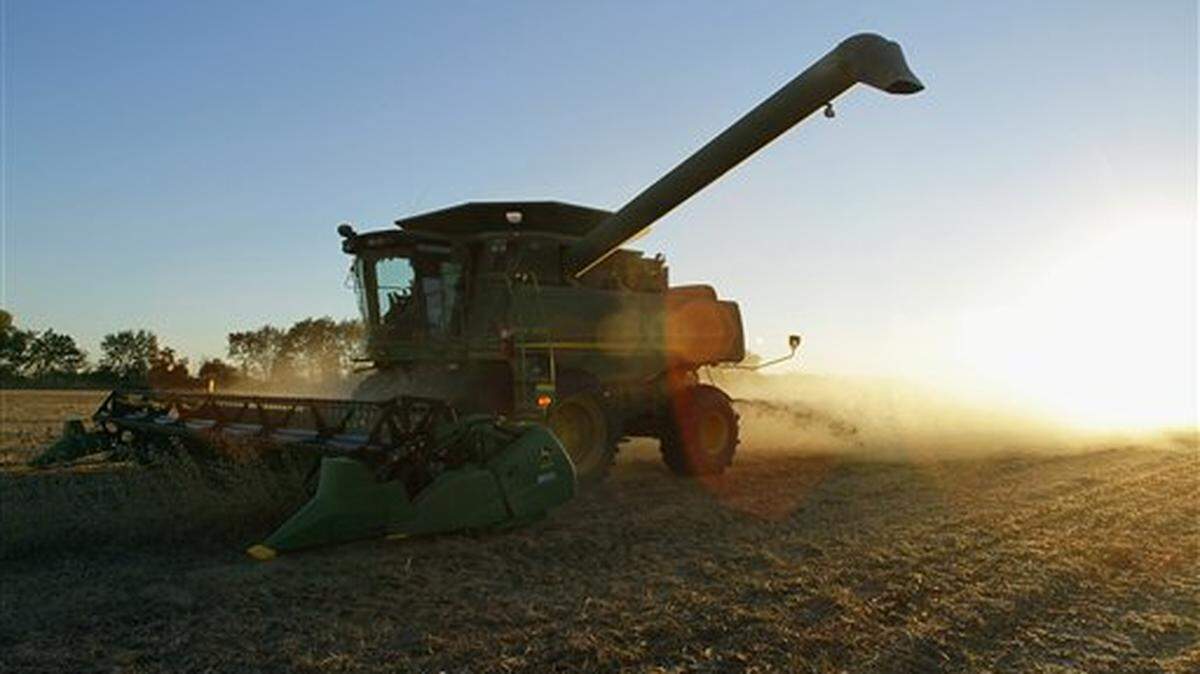 In this photo taken Oct. 7, 2010, central Illinois farmers harvest soybeans in Pawnee, Ill. A grain cooperative manager in Iowa was sentenced to prison Tuesday in a scheme to mix soybeans and oats, authorities say.