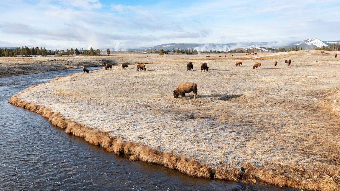 Bison graze along the Firehole River near Midway Geyser Basin at Yellowstone.