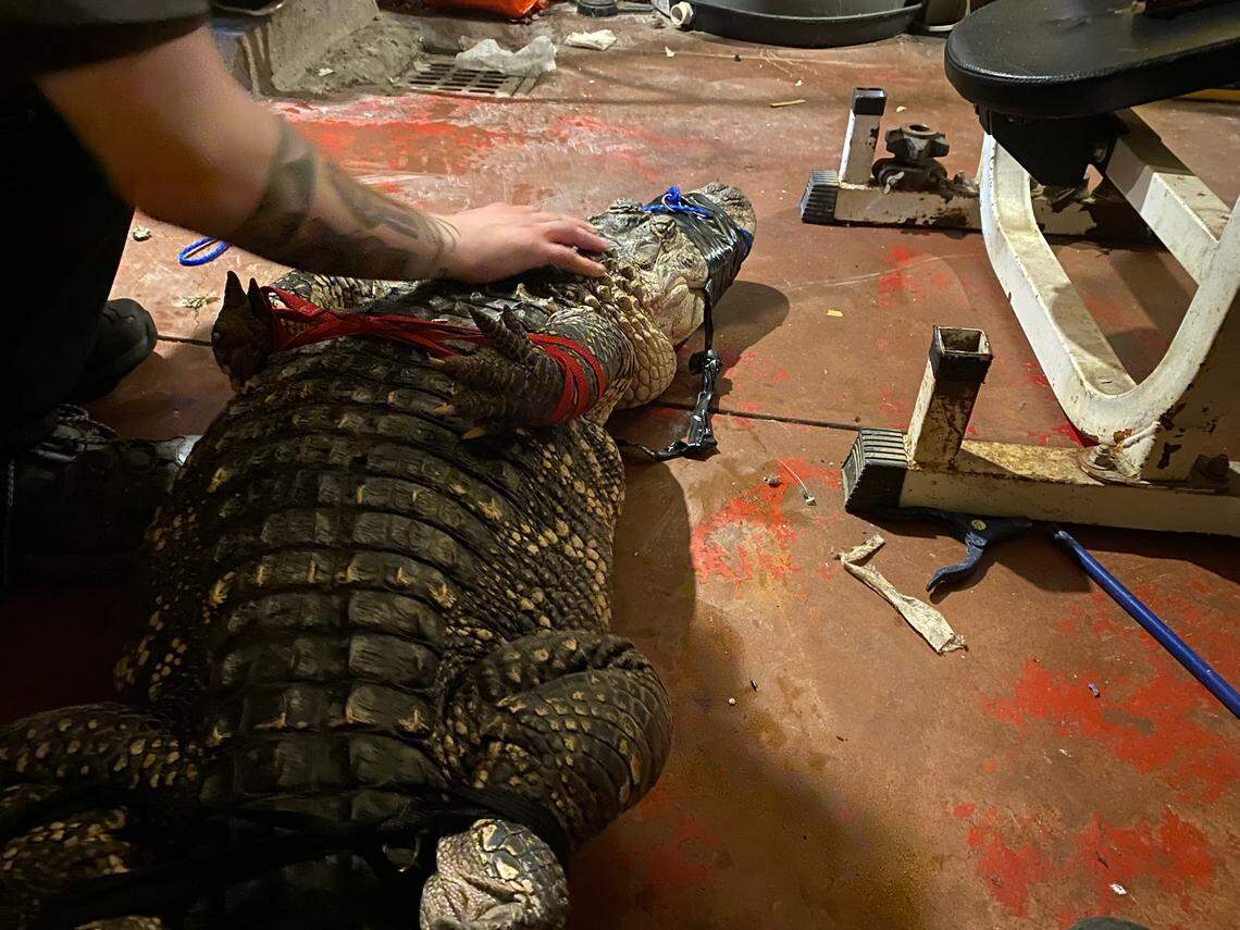 The reptile had been living in a padlocked enclosure in the basement for over a decade, officials said.