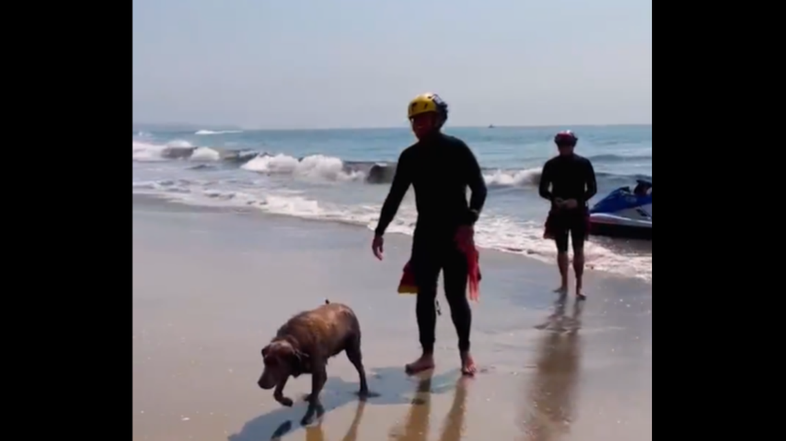 A dog was pulled to shore after becoming stranded at a California beach, video shows.