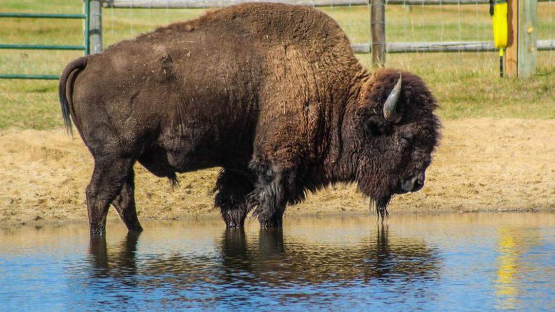 Bison (not the one pictured) tossed a woman who got too close at South Dakota’s Custer State Park, officials said.