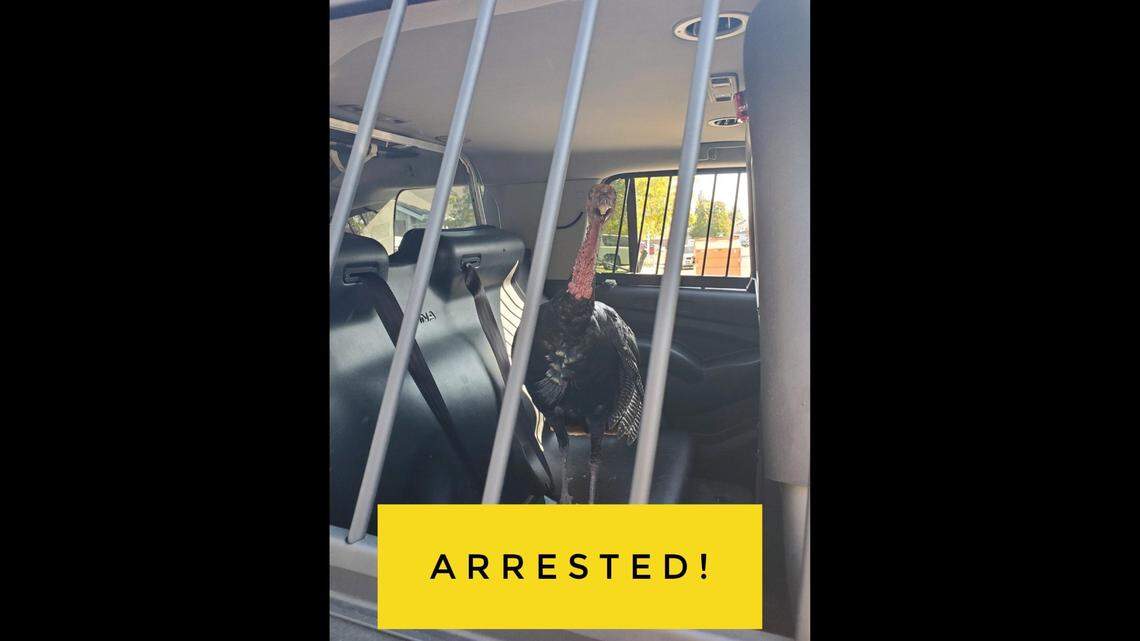 An “aggressive agitator” called Miss Turkey broke into Roseville, California, homes and blocked one person from leaving for work, the police department said.