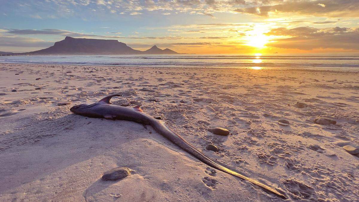 This rare shark is facing extinction after years of fishing them from the ocean.