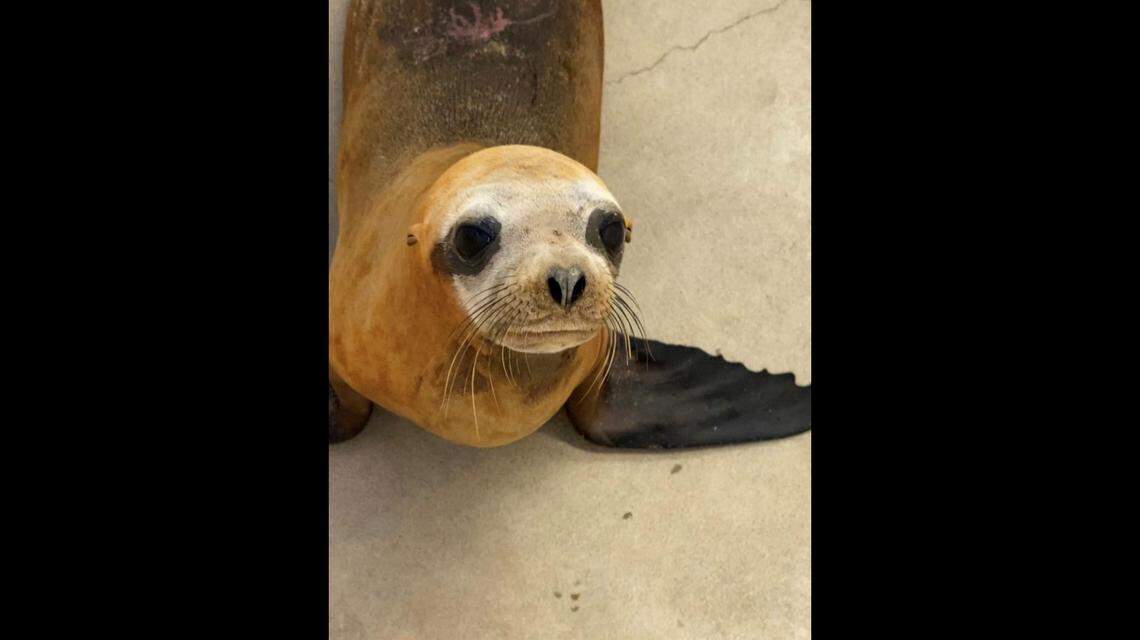 Rescuers in Southern California shared this photo after Mandalorian was found injured in Newport Beach.