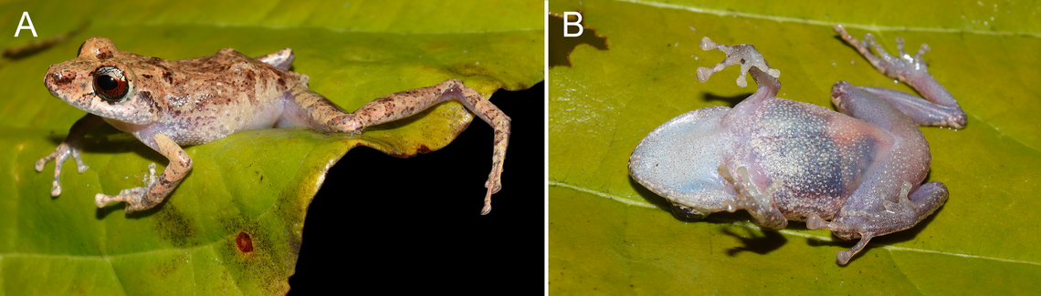 Among its distinguishing characteristics is its see-through groin, researchers said.