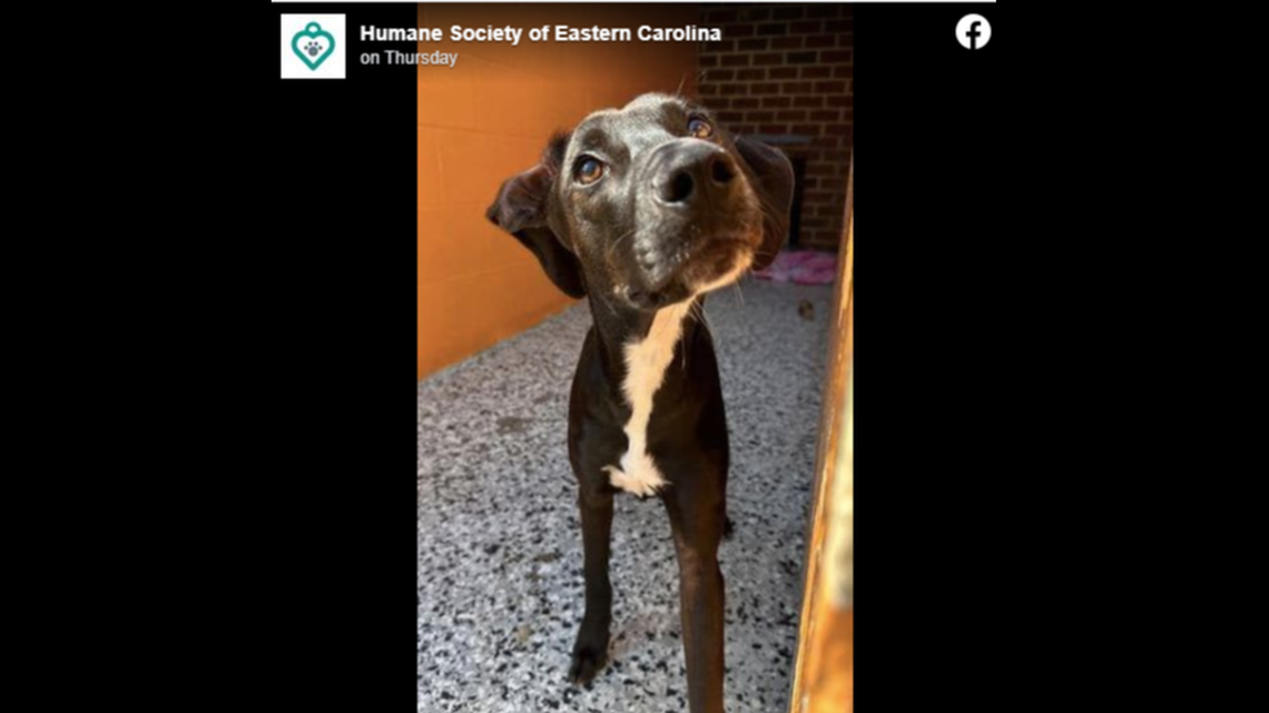 Hatteras, a skittish puppy, was missing for over a day in Pitt County, according to a Facebook post from the Humane Society of Eastern Carolina.