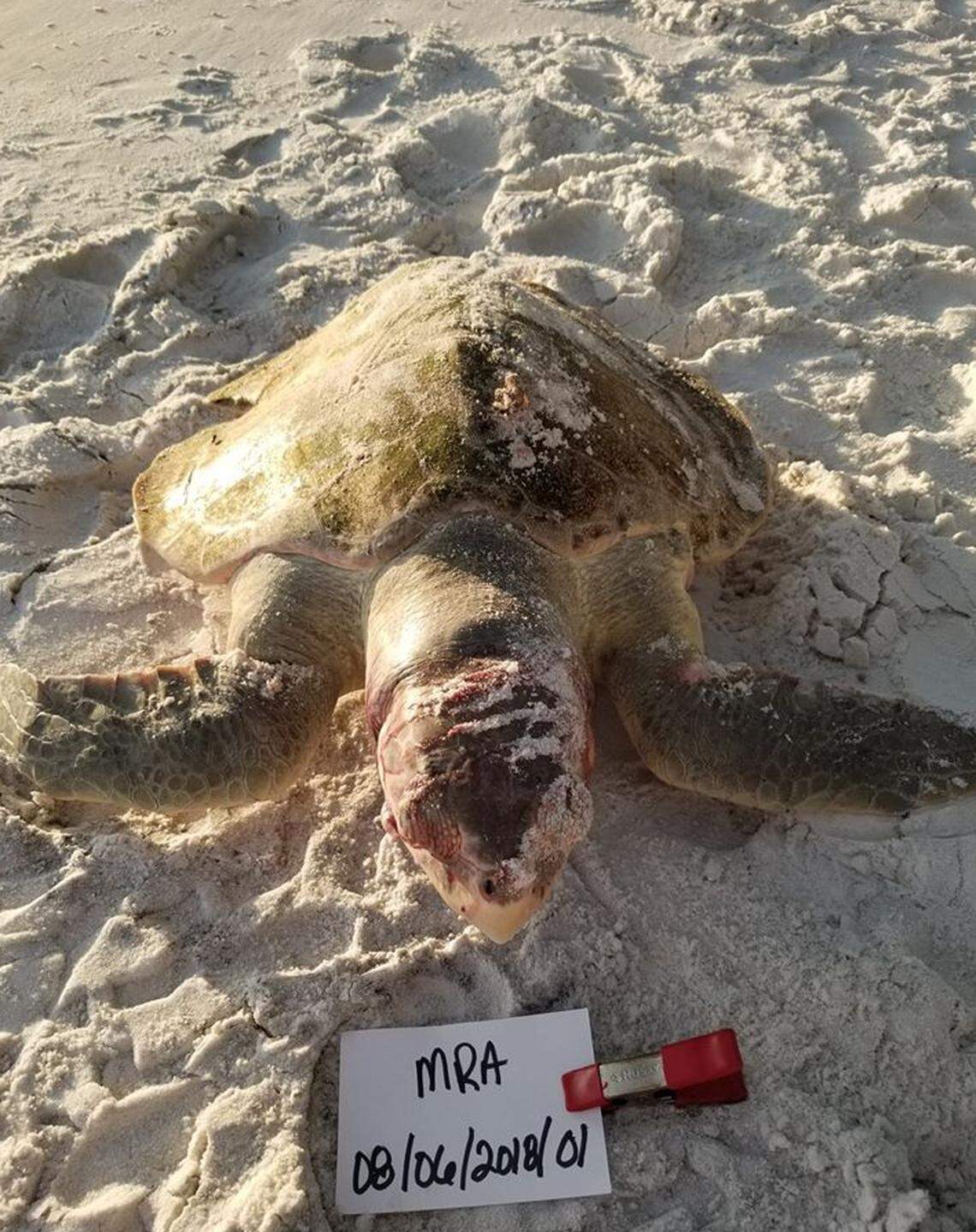 The turtle was found dead on Monday, the nonprofit said.
