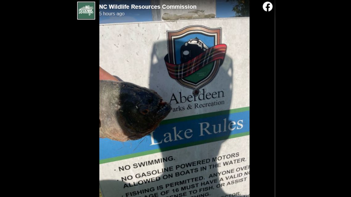 A fisherman caught a piranha in a North Carolina lake, wildlife officials said.