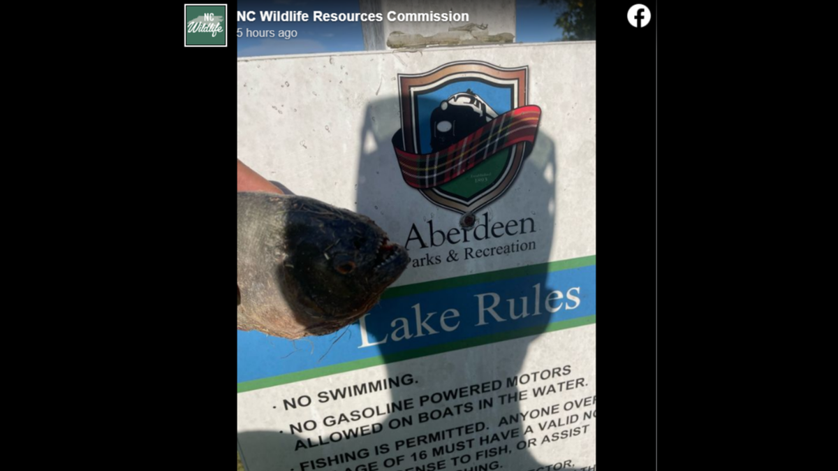 A fisherman caught a piranha in a North Carolina lake, wildlife officials said.